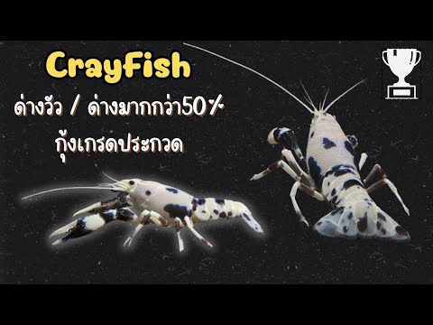 กุ้ง🦞หรือวัวกันแน่!!🐮(กุ้ง