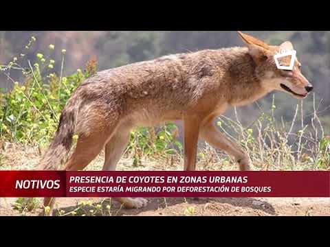 Pobladores reportan la presencia de coyotes en diferentes zonas del país