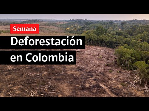 ¿Cómo lucha Colombia contra la deforestación