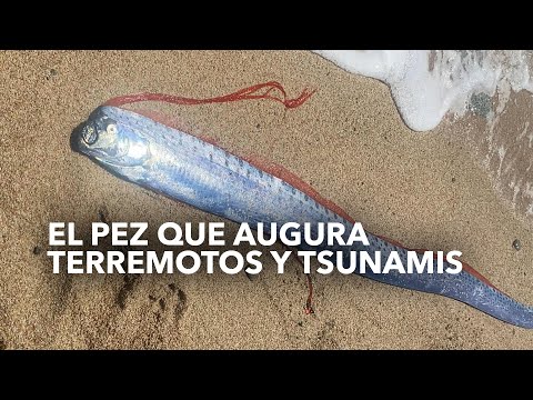 Aparece pez remo en Baja California: Un animal marino que augura sismos y tsunamis