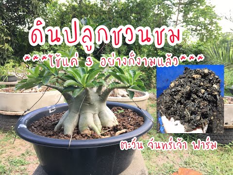 ดินปลูกชวนชม-ใช้แค่-3-อย่างก็ง ดินปลูกชวนชม-ใช้แค่-3-อย่างก็ง
