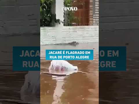 Inundação no Rio Grande do Sul: Jacaré é flagrado em rua alagada de Porto Alegre #shorts