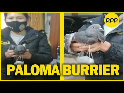 ¡Paloma burrier! Ave mensajera fue captada transportando DROGA a penal de Huancayo