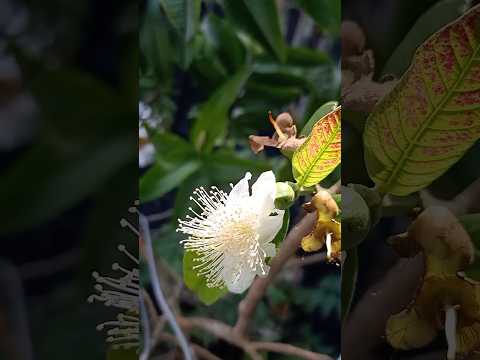 Guess the Flower Challenge! 🌸 Can you name it before the reveal? 🤔.#guess #guesschallange #trending