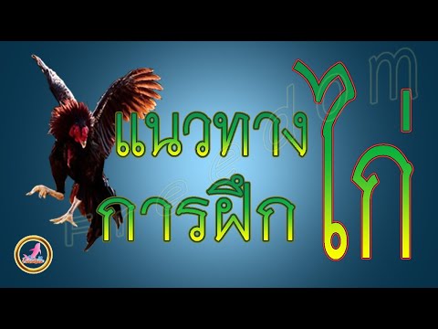 ออกกำลังกายไก่ให้ถูกวิธี...!!!