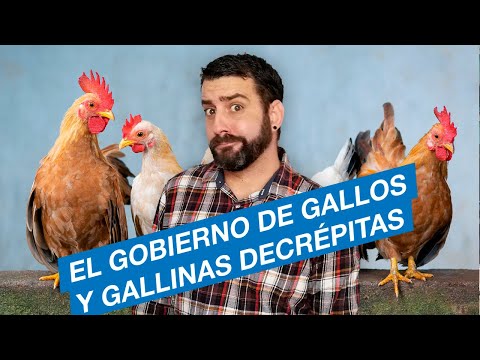 Gallinas viejas para croquetas y gallos en el Gobierno de Cuba