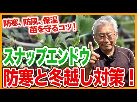 家庭菜園や農園のスナップエンドウ栽培は徹底防寒！苗をしっかり冬越しさせる秘訣とスナップエンドウの育て方！【農家直伝】