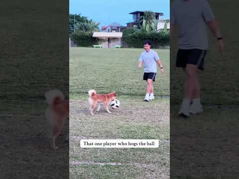 That one player who hogs the ball ⚽️ 🐶🐾#shiba #shibainu #dog #puppy #cute