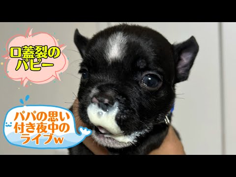 Exotic bully・『エキゾチックブリーの子犬生後38日目・夜中の思い付きのライブ⁉︎』・American bully