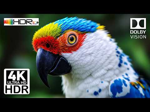 Dolby Vision 4K HDR10+ Ultra HD 2025 | Perfect for OLED Test | The Ultimate Cinematic Experience 🔥