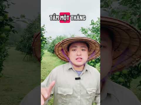 Cam ni không ăn thì ăn cam mô nữa các bác hè . #xuhuongyoutube #camping #nongnghiep #hoaqua #camgion