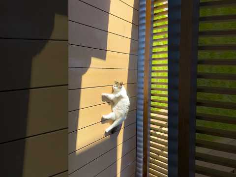 干される猫🐈☀️ #保護猫 #cat