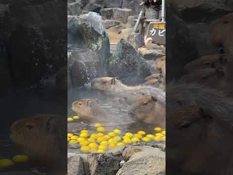 Adorable Capybara Hot Springs (Outdoor Bath) 元祖 カピバラの露天風呂 伊豆シャボテン動物公園 @ochikeron