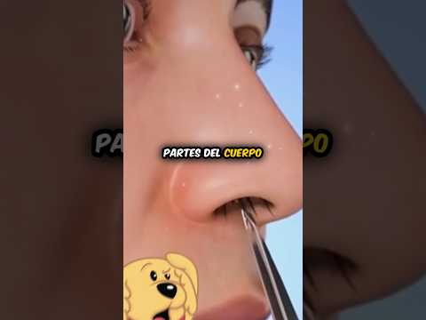 ¡PARTES del CUERPO que PARECEN NO tener SENTIDO pero LO TIENEN! #cuerpohumano #curiosidades #shorts