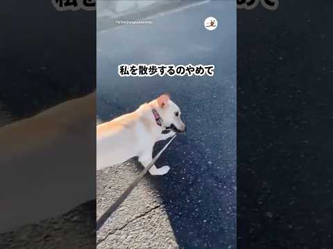 猫の動画サムネイル - ランニングさせられる飼い主｜PECO