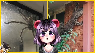 10 Animales Espeluznantes Encontrados En Hogares | RomisGomis REACCION