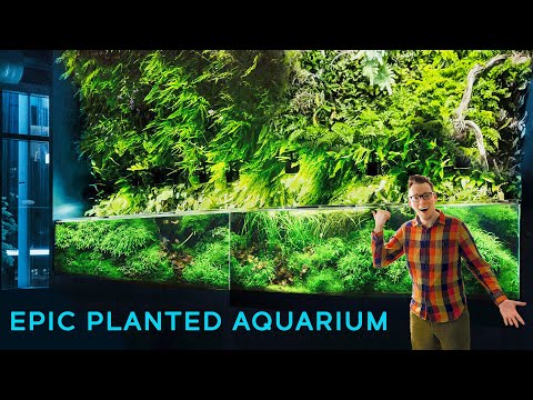 17-Foot Aquarium with Massive Living Wall — EPIC Take a tour of Amazon Spheres incredible giant Aquascape and Living Wall.


Support me on Patreon_ h