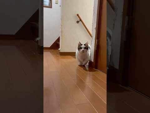 猫の動画サムネイル - 「おマメ〜」「はい」