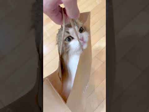 ユニクロの袋の中に入ったこっちゃん #こっちゃん #ねこ #cat