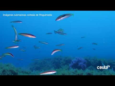 EN VÍDEO - Explorando las Maravillas Submarinas de Ceuta: Resumen del II Encuentro