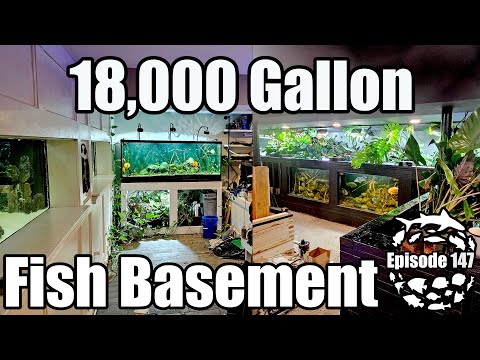What it Takes to Maintain a Massive Fish Basement Find out what it takes to run a massive 18,000 gallon fish basement, including how I keep the costs 
