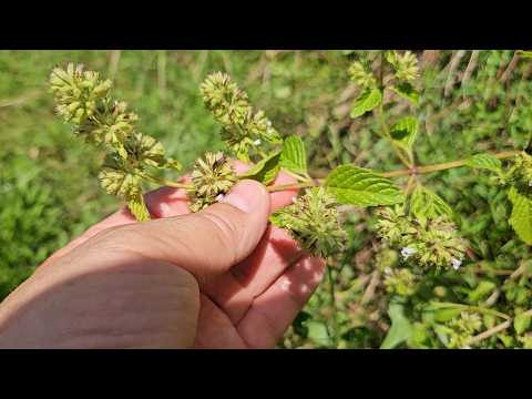 산초입에 있어요~조혈작용, 혈관건강, 항암, 염증, 면역강화에 <strong>효능</strong>