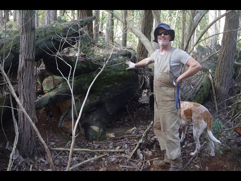 Cutting up the largest tree stump I've ever seen part 1 ep 62