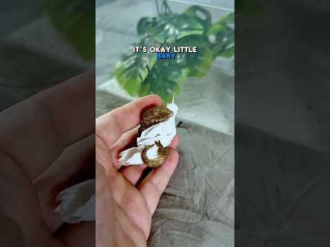 Baby geckos little blanket #gecko #reptiles #leachianus