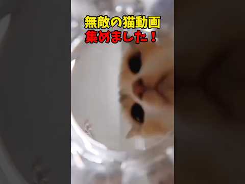 猫の動画サムネイル - こりゃあ敵なんていませんよ #猫 #cat #cats #cute
