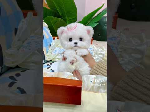 Fluffy White Puppy Adorably Poses with a Pink Bow😘#pomeranian #baby #cute #dog #cuteanimal #cutedog