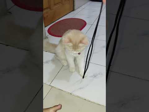 Cat Funny Videos #catvideos #funny