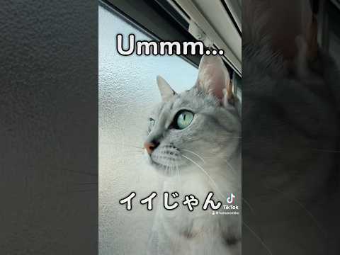 猫の動画サムネイル - マロちゃんビジュいいじゃん #shorts
