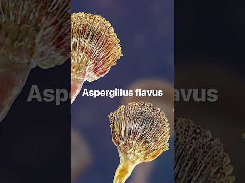 One type of mold gave rise to the life-saving drug penicillin. #mold #medicine #toxins