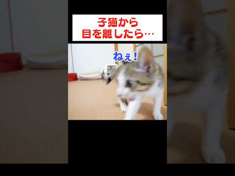 一人にされて寂しくなっちゃった子猫が…