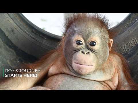 Baby Roy's Journey