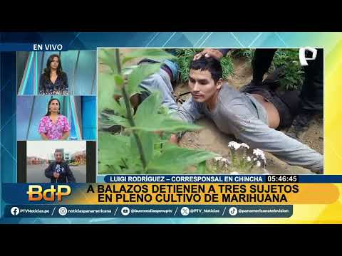 BDP EN VIVO A balazos detienen a tres sujetos en pleno cultivo de marihuana en Chavín