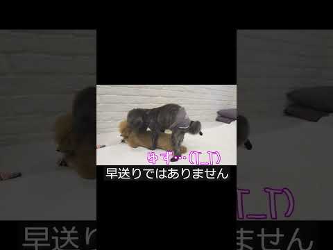 #おもしろ#プッてなる動画#壊れた犬#ゆすぽん#shorts