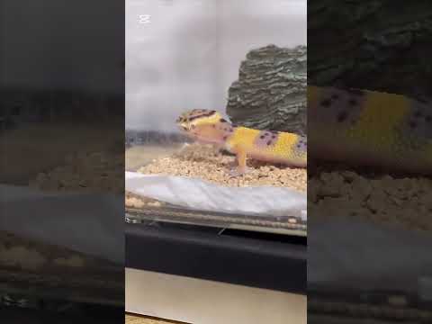 【レオパードゲッコー飼育】タンジェリンとギャラクシーとハイイエローとトレンパータンジェリン飼育中