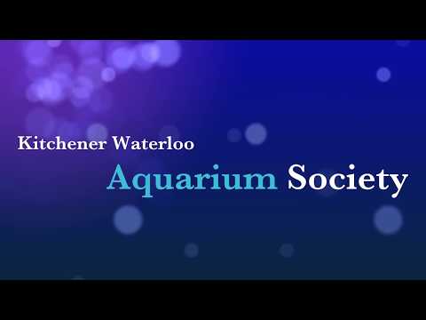 Kitchener Waterloo Aquarium Society 