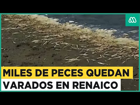 Miles de peces varados en Renaico: Encuentran múltiples pejerreyes en laguna La Tejereña