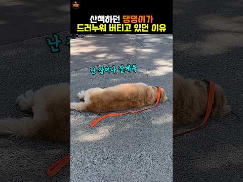 산책나와서 드러누워 <strong>버티는</strong> 골댕이🤣