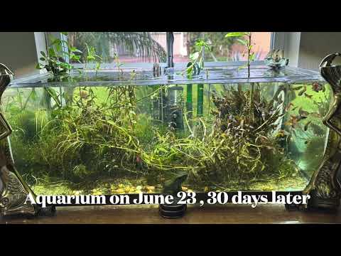 You won't believe it. 30-days of plant growth in t You won't believe it. 30-days of plant growth in the antique aquarium

On May 23, I had to strip dow