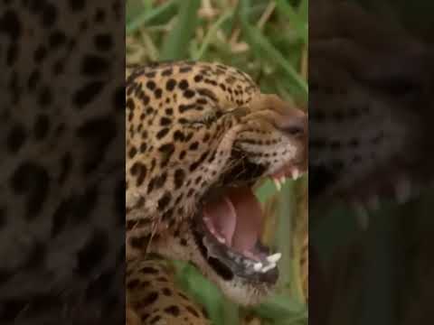 Köpeği Jaguarın Kafesine Attılar, Sonrasında Olanlar Görenleri Hayretler İçinde Bıraktı