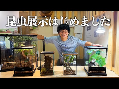 【お知らせ】むし岡の飼育昆虫を無料で展示します！