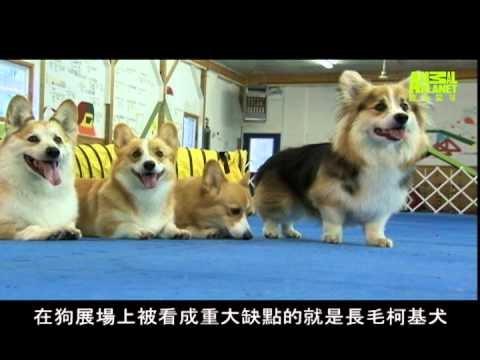 狗狗101---潘布魯克柯基犬