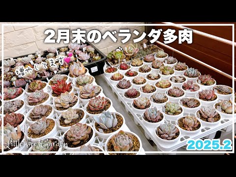 【多肉植物】増やすのに最適な季節です【ガーデニング】