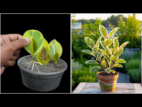 Learn to propagate rubber plant at home from leaf | 100% Success tips