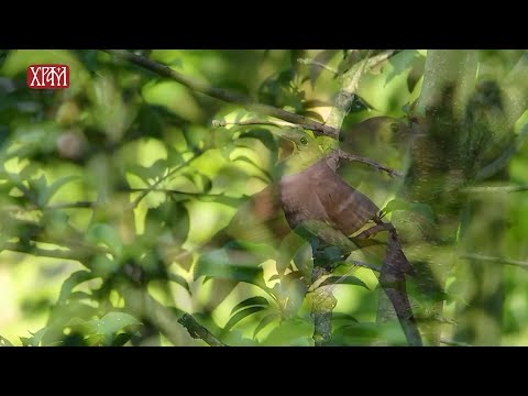 Отац Тадеј - Радујмо се свагда; О колебању