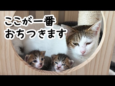 元野良猫に安心できる場所ができました