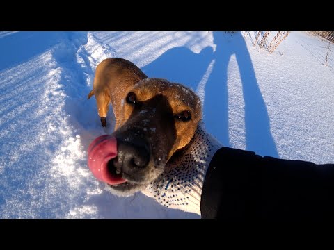 The dogs went to another street in search of food